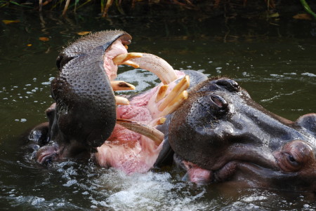 Fighting_Hippos