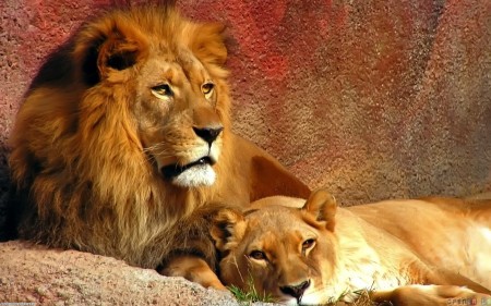 lions wild animals gorgeous pic